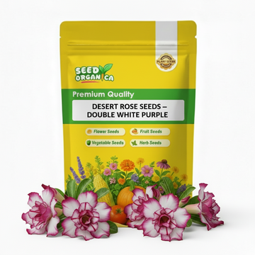 Desert Rose Seeds – Double White Purple