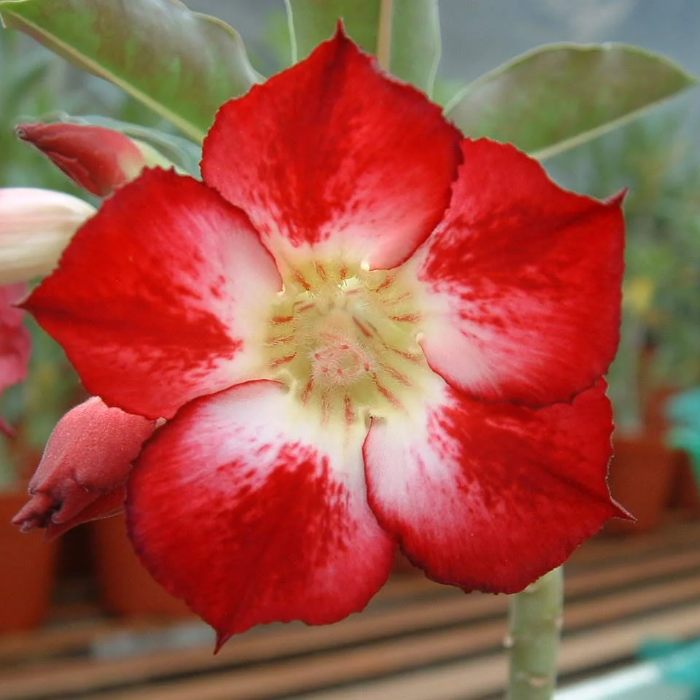 Desert Rose Seeds – Red
