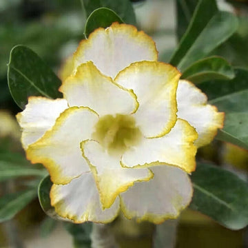 Desert Rose Seeds – Yellow & White

