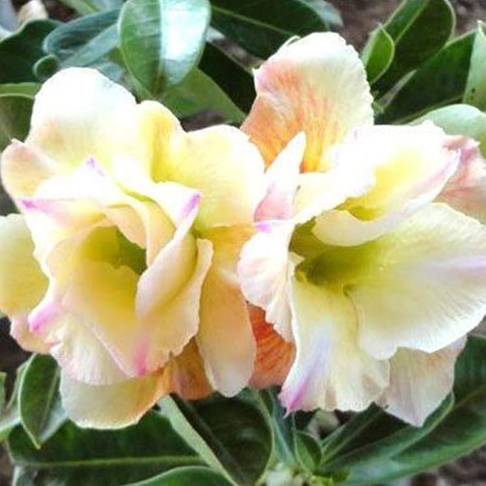 Desert Rose Seeds – Yellow & White
