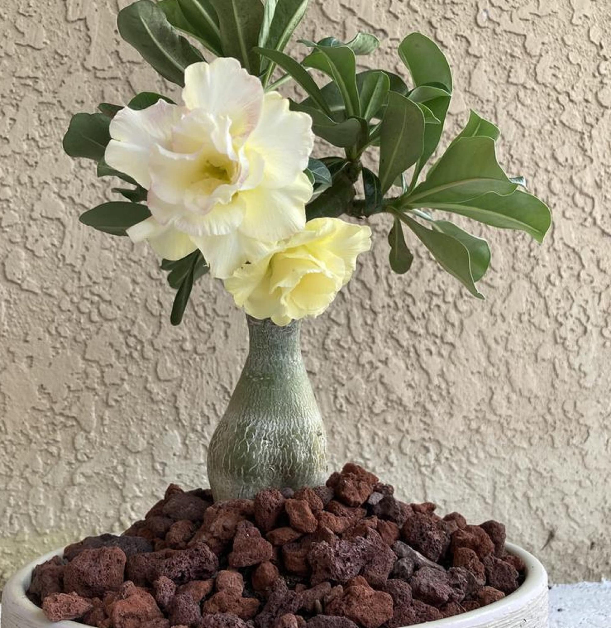 Desert Rose Seeds – Yellow & White
