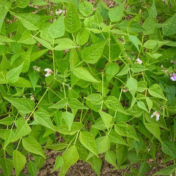 Desert Tepary Beans Seeds - Vegetable Plant