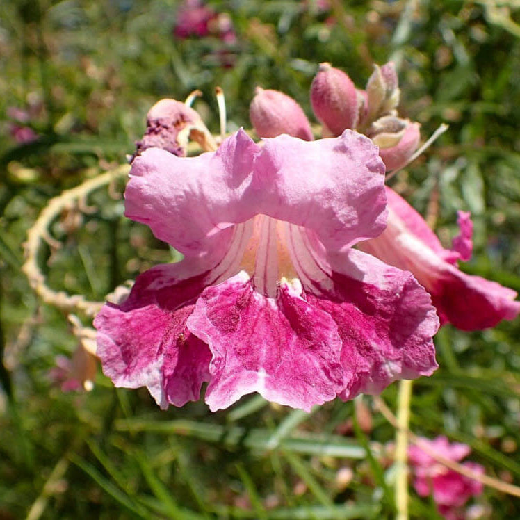 Desert Willow Seeds – Chilopsis linearis