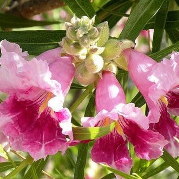 Desert Willow Seeds – Chilopsis linearis