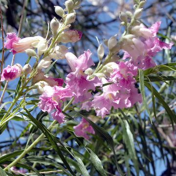 Desert Willow Seeds – Drought-Tolerant Ornamental Tree

