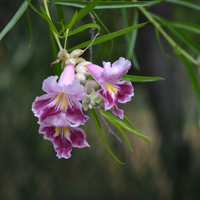 Desert Willow Seeds – Drought-Tolerant Ornamental Tree
