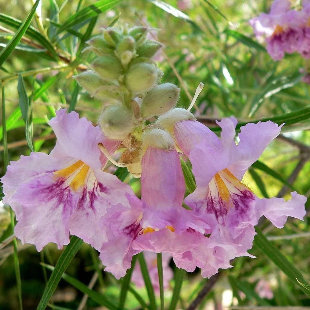 Desert Willow Seeds – Drought-Tolerant Ornamental Tree
