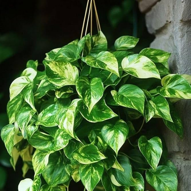 Devil’s Ivy Seeds