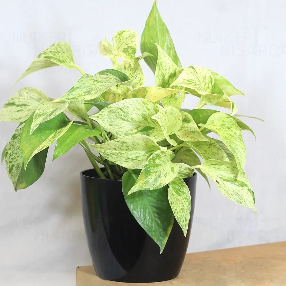 Devil’s Ivy Seeds for Planting