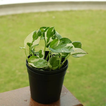 Devil’s Ivy Seeds for Planting