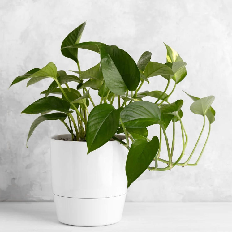 Devil’s Ivy Seeds for Planting
