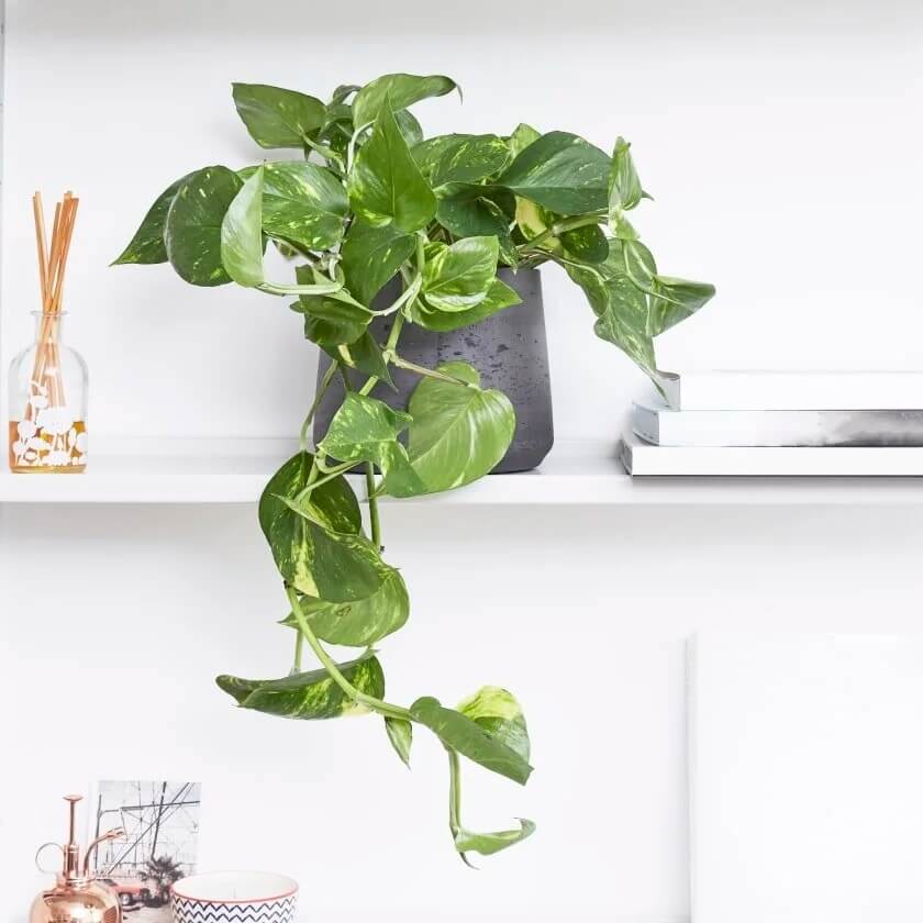 Devil’s Ivy Seeds for Planting
