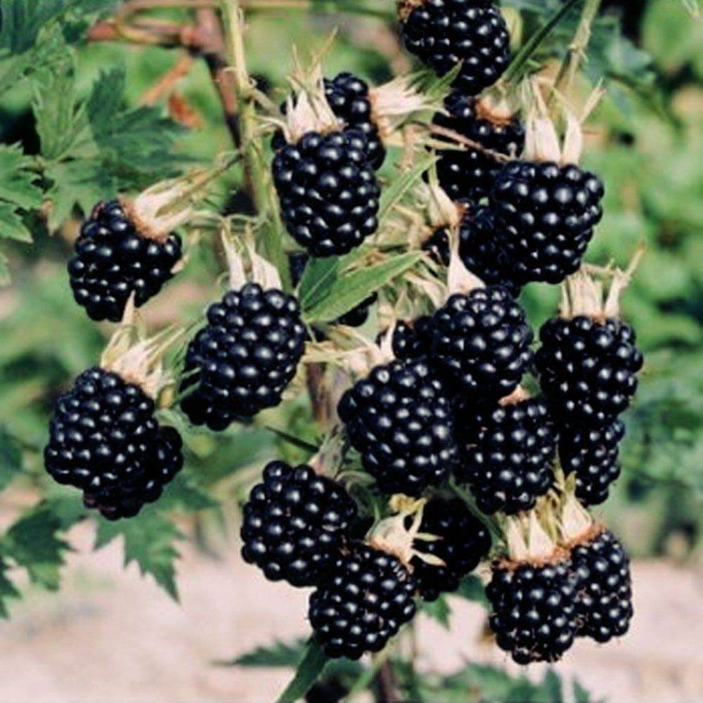 Dewberry Blackberry Seeds