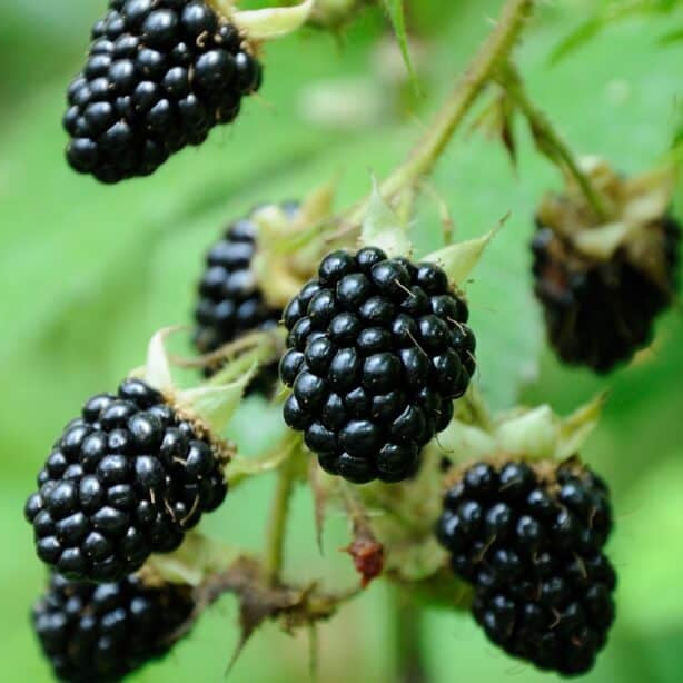 Dewberry Blackberry Seeds