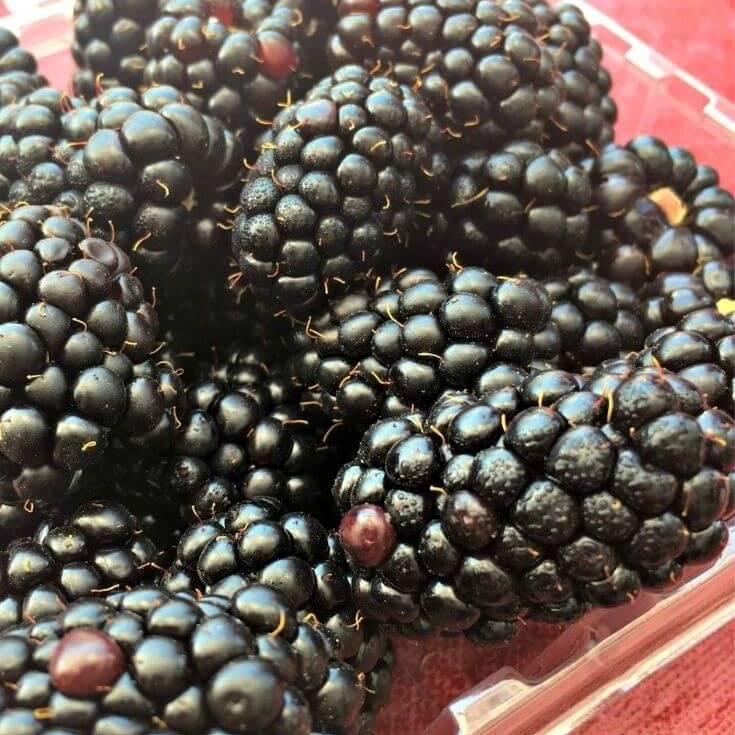 Dewberry Blackberry Seeds