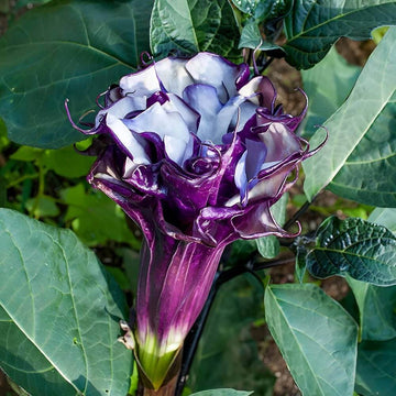 Dhatura Seeds - Flower Plant for Home Gardens