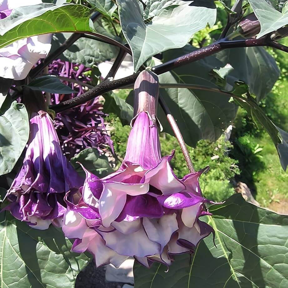 Dhatura Seeds - Flower Plant for Home Gardens
