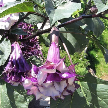 Dhatura Seeds - Flower Plant for Home Gardens