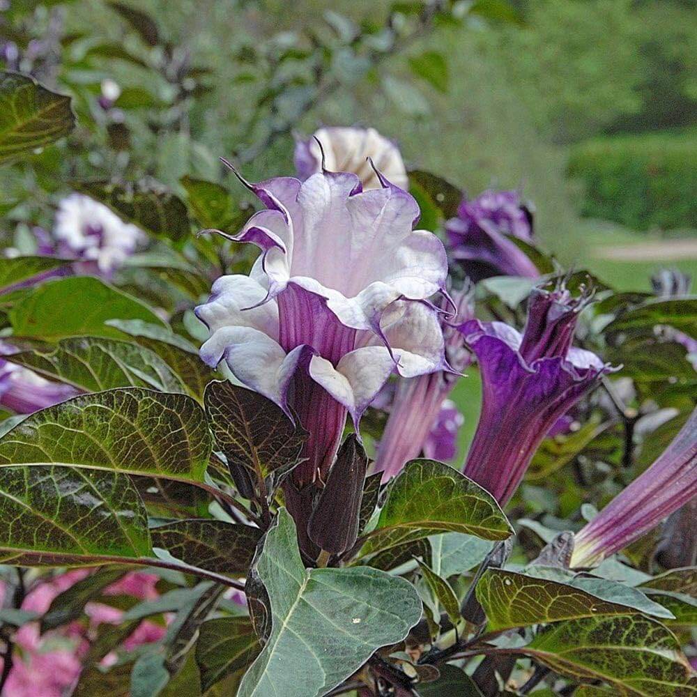 Dhatura Seeds - Flower Plant for Home Gardens
