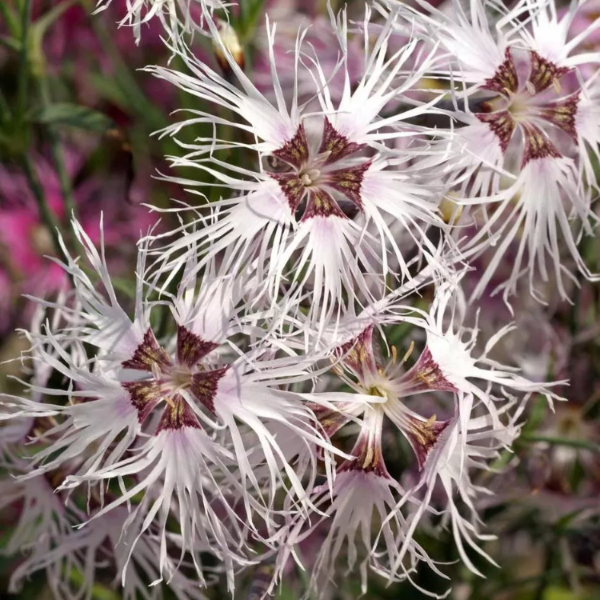 Dianthus Seeds - Rainbow Loveliness
