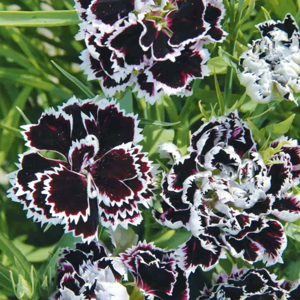 Dianthus Seeds – Black and White Minstrels

