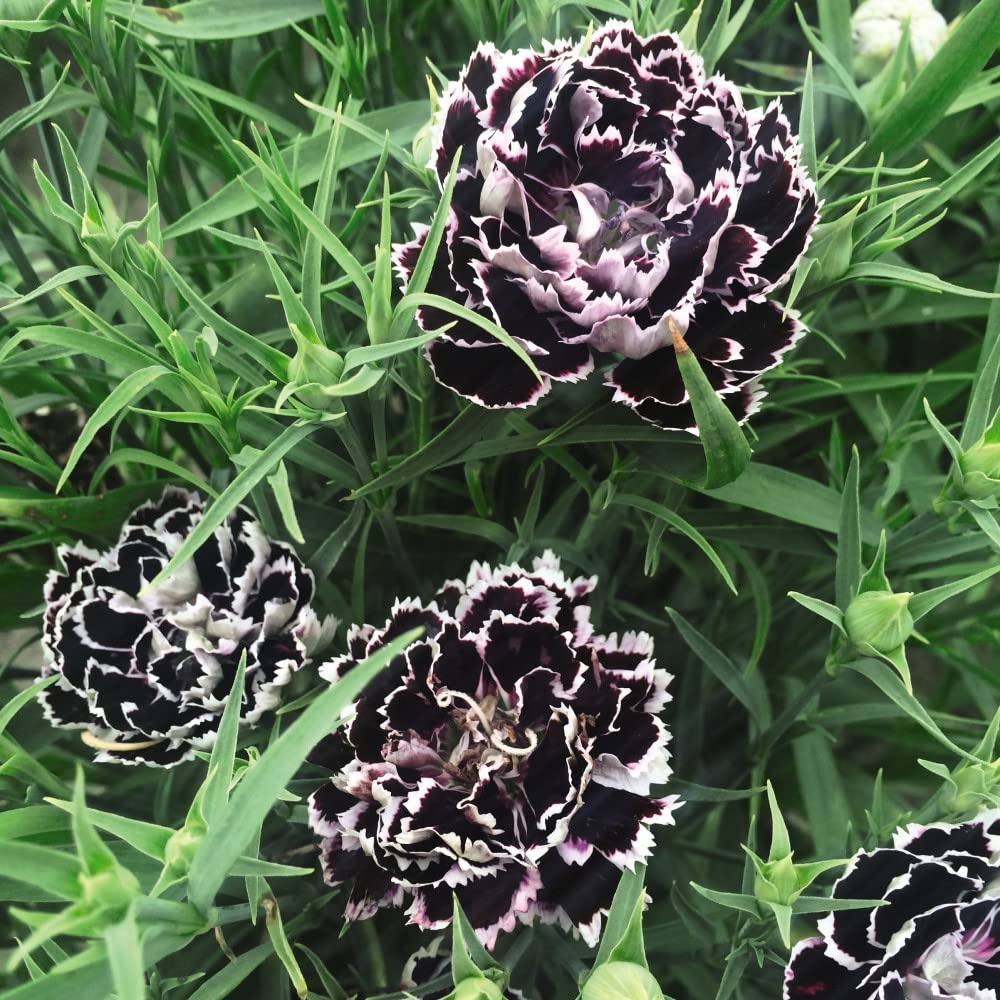 Dianthus Seeds – Black and White Minstrels
