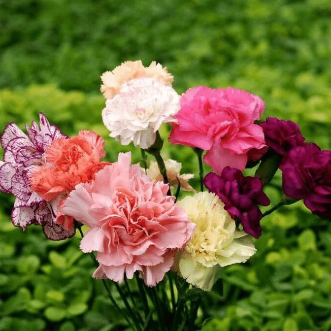 Dianthus Caryophyllus Seeds - Flower Plant