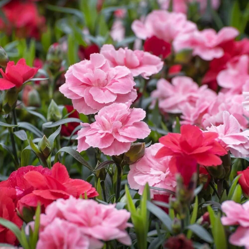 Dianthus Caryophyllus Seeds - Flower Plant