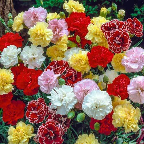 Dianthus Caryophyllus Seeds - Flower Plant