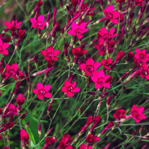 Dianthus Seeds – Flashing Lights Deltoides
