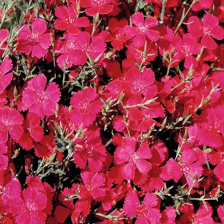 Dianthus Seeds – Pink Fringed