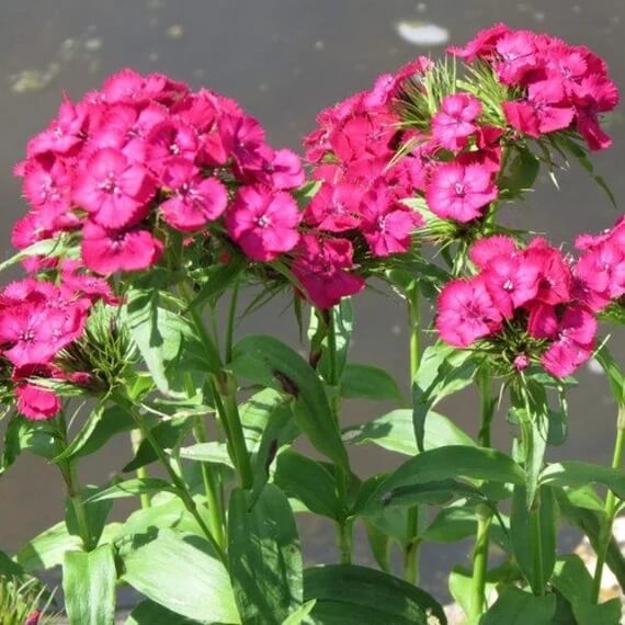 Dianthus Seeds – Pink Fringed