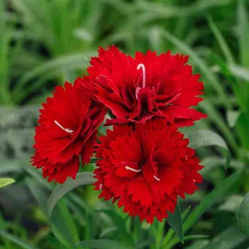 Dianthus Scarlet Red Carnation Seeds - Flower Plant