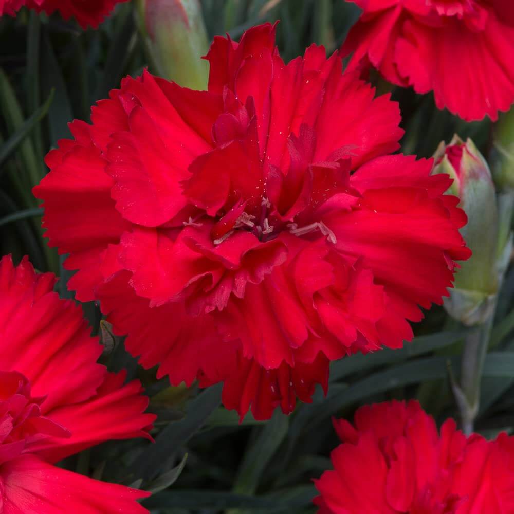 Dianthus Scarlet Red Carnation Seeds - Flower Plant