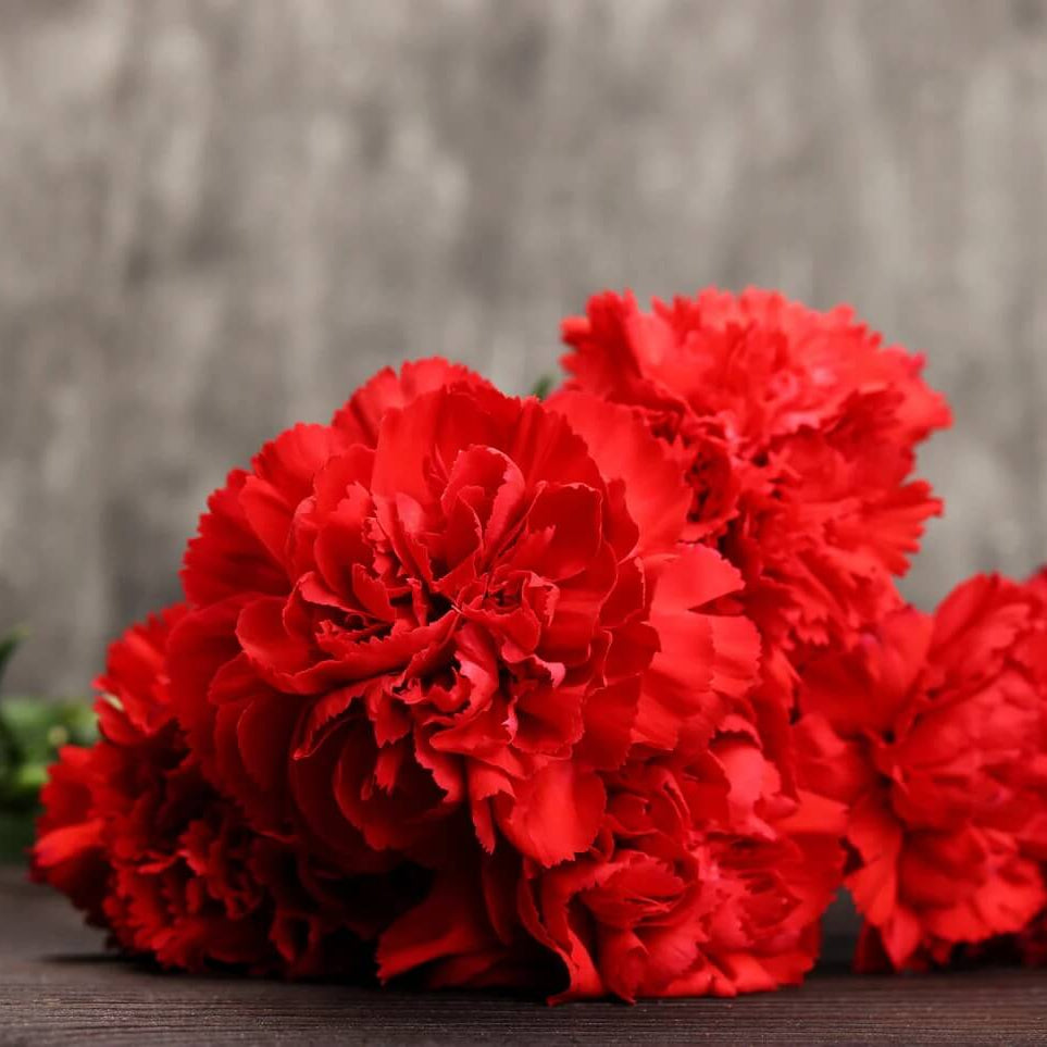 Dianthus Scarlet Red Carnation Seeds - Flower Plant