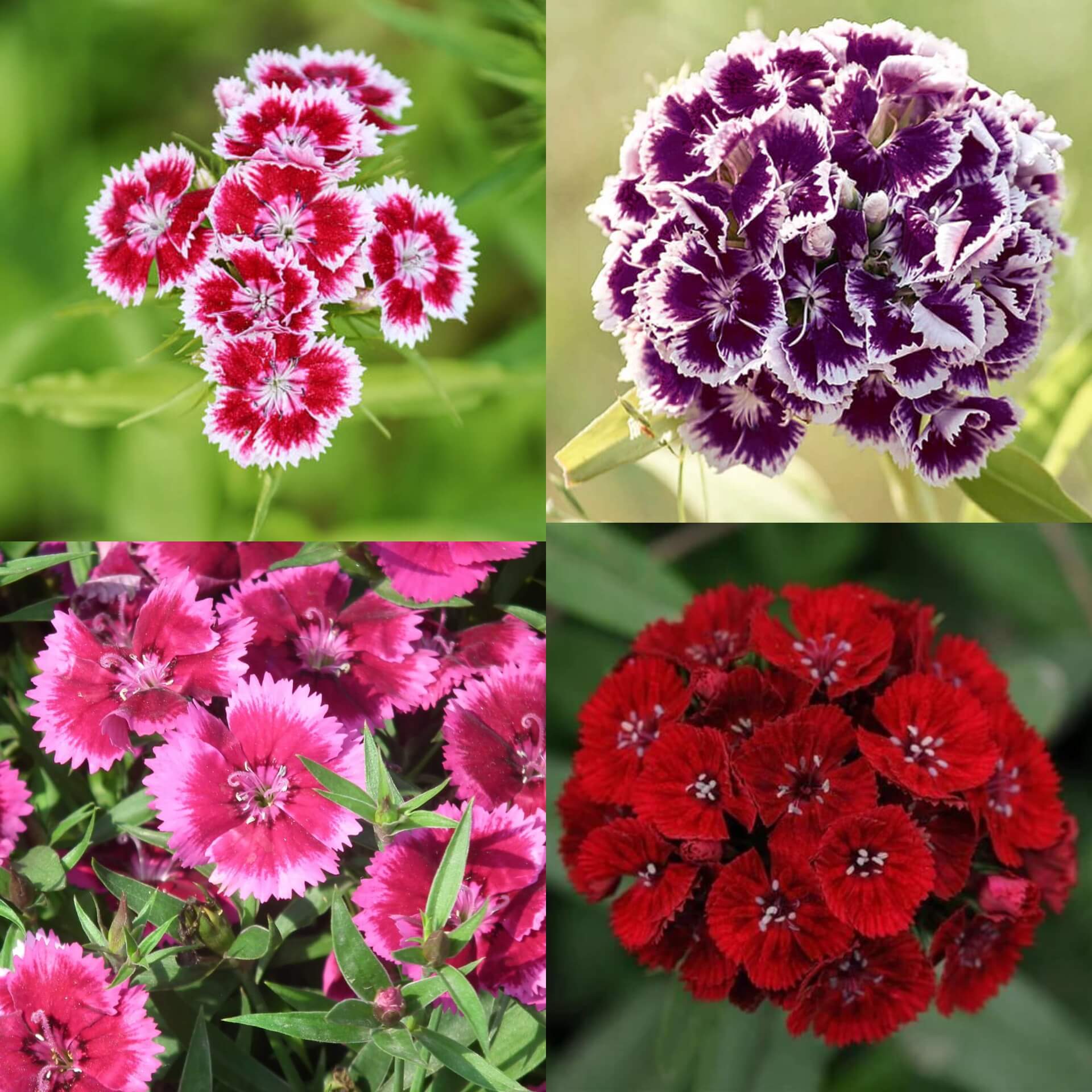 Dianthus Seeds | Colorful Garden Flower Seeds for Planting