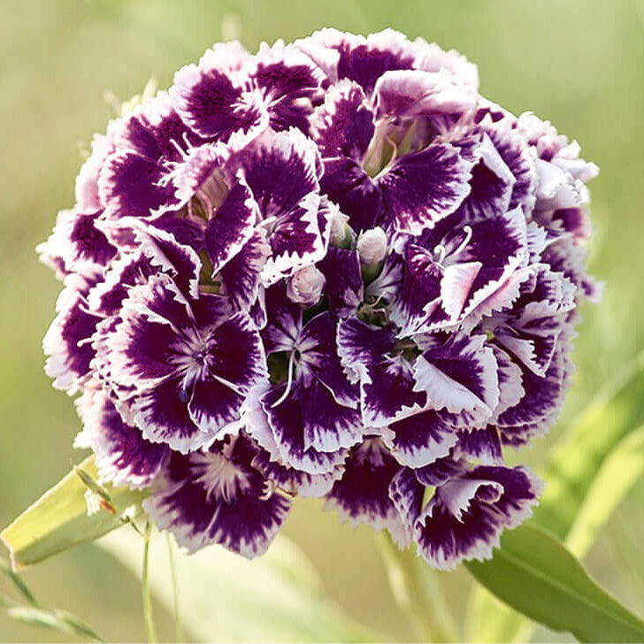 Dianthus Seeds - All In One For Home Gardens