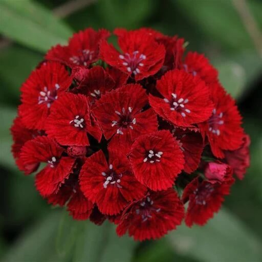 Dianthus Seeds - All In One For Home Gardens