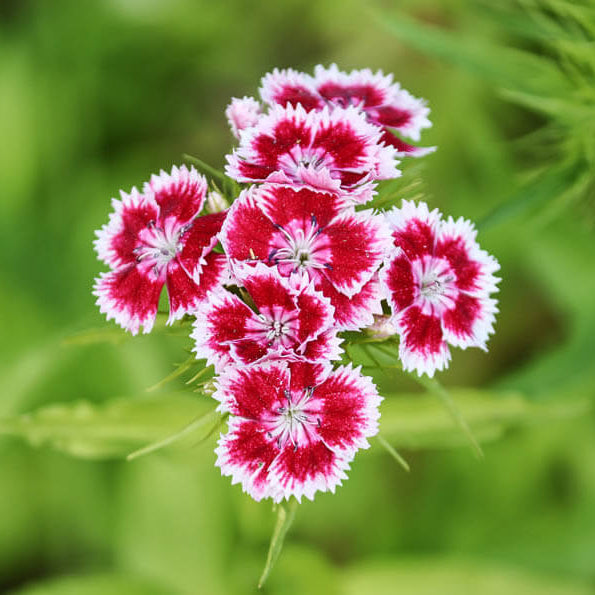 Dianthus Seeds - All In One For Home Gardens