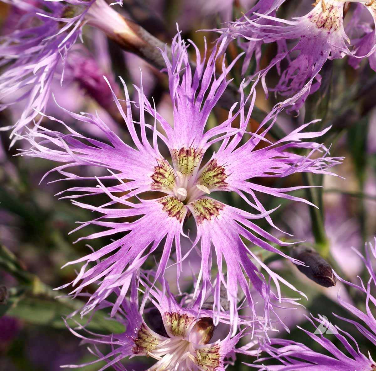 Dianthus Seeds - Rainbow Loveliness
