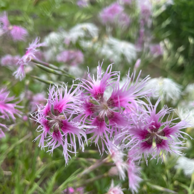 Dianthus Seeds - Rainbow Loveliness
