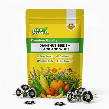 Dianthus Seeds – Black and White