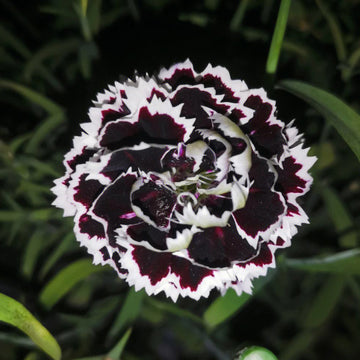 Dianthus Seeds – Black and White Minstrels
