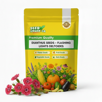 Dianthus Seeds – Flashing Lights Deltoides