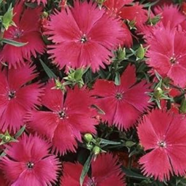 Dianthus Seeds – Pink Fringed