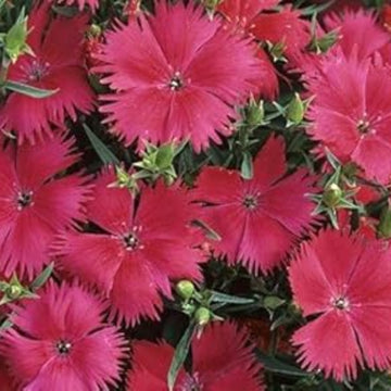 Dianthus Seeds – Pink Fringed