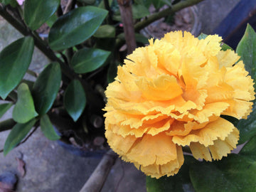 Dianthus Seeds – Yellow Wildflower Mix, Heirloom