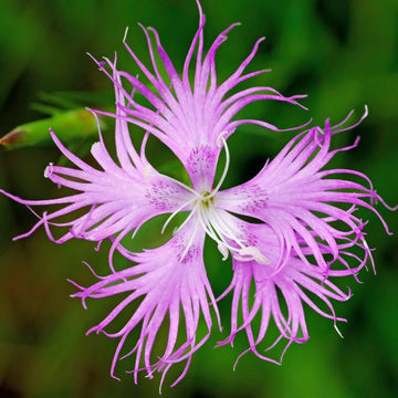Dianthus Superbus Seeds – Wildflower Mix