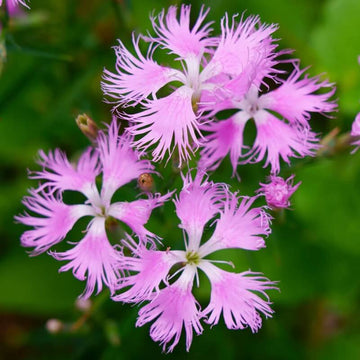Dianthus Superbus Seeds – Wildflower Mix