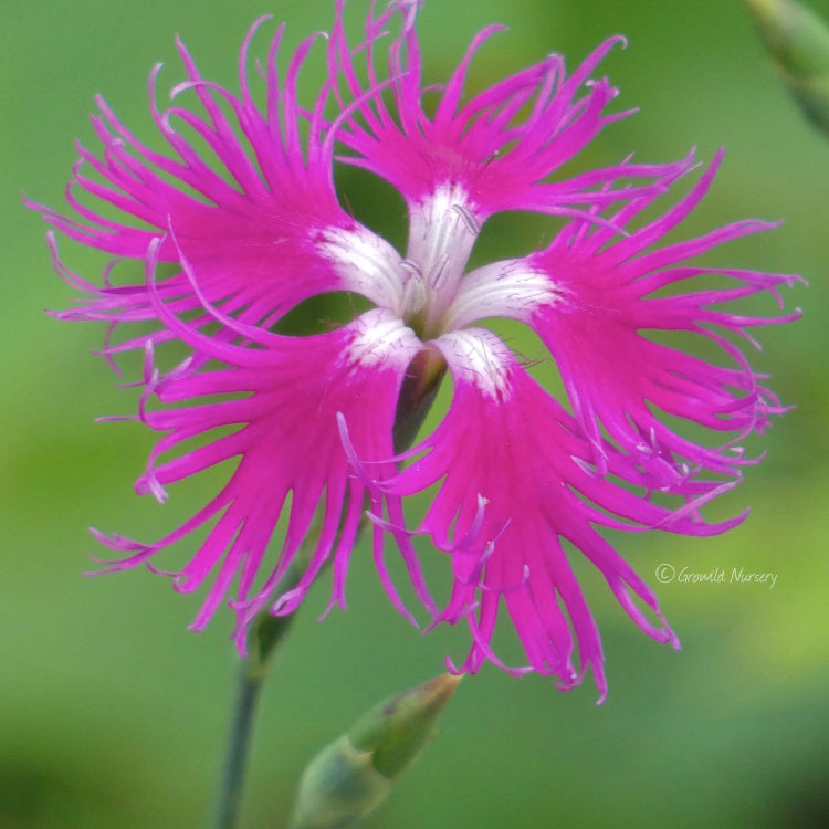 Dianthus Superbus Seeds – Wildflower Mix